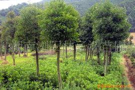 陳向(xiang)前(qian)林(lin)業綠(lv)化(hua)苗(miao)木(mu)產(chan)品(pin)全覽(lan)