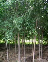 濟(ji)寧(ning)李(li)營白蠟(la) 苗(miao)木(mu)產(chan)業的(de)璀(cui)璨明(ming)珠(zhu)