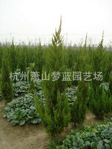 打造(zao)全國(guo)最(zui)低(di)價(jia)量(liang)最(zui)大綠化(hua)工(gong)程苗(miao)圃(pu)——壹(yi)站(zhan)式苗(miao)木(mu)花(hua)卉(hui)配(pei)送種植服(fu)務(wu)