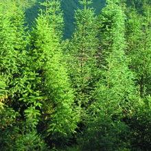 水杉09 明(ming)珠(zhu)苗(miao)木(mu)的(de)林(lin)業種植新(xin)機遇(yu)
