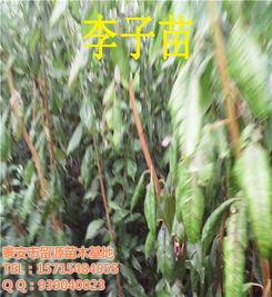 四川(chuan)留(liu)源苗(miao)木(mu)基(ji)地(di) 優(you)質李(li)子(zi)苗(miao)新(xin)品(pin)種與高清(qing)圖(tu)片鑒賞