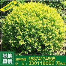 精品(pin)苗(miao)木(mu)圖(tu)片鑒賞 綠(lv)意(yi)盎(ang)然(ran)的生命(ming)藝(yi)術