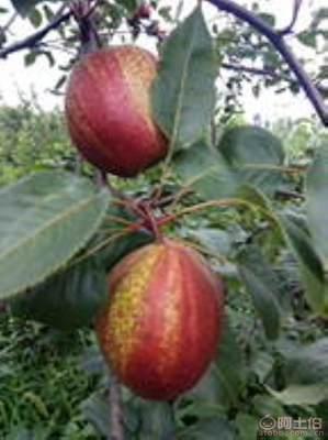 黃金(jin)梨(li)苗(miao)種植與(yu)管理指南(nan) 栽(zai)種時間(jian)、水肥控制與生長表(biao)現(xian)