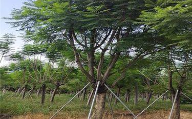 鳳凰木(mu) 園(yuan)林(lin)綠化(hua)與(yu)林業種植的(de)瑰寶