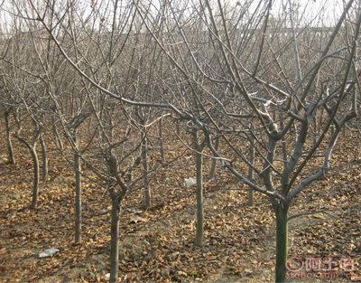 泰安青聯苗(miao)木(mu) 專(zhuan)業供(gong)應(ying)優(you)質垂絲海棠(tang)，打造(zao)高(gao)性價(jia)比(bi)綠(lv)化(hua)方案(an)