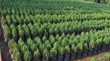 從苗(miao)木(mu)庫(ku)存(cun)到花卉(hui)種植 行(xing)業漫談(tan)中的(de)挑(tiao)戰(zhan)與(yu)機遇(yu)