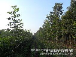 惠民(min)縣皂(zao)戶李(li)鎮藍天景(jing)觀(guan)苗木銷售基(ji)地 綠化苗木產(chan)品(pin)與(yu)花卉(hui)種(zhong)植指南(nan)