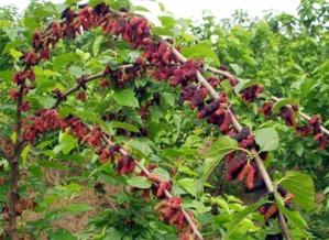 臺(tai)灣四(si)季(ji)大果桑苗批發——聚焦(jiao)廣西(xi)象(xiang)州縣專(zhuan)業(ye)培(pei)育(yu)基(ji)地的種(zhong)苗優(you)勢與(yu)林(lin)業(ye)種(zhong)植技(ji)術(shu)