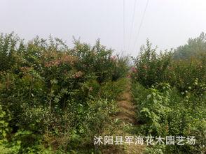 紅(hong)花(hua)紫(zi)薇綠化苗木(mu)全攻略(lve) 從(cong)種(zhong)子到成苗的批(pi)發選(xuan)購(gou)指(zhi)南